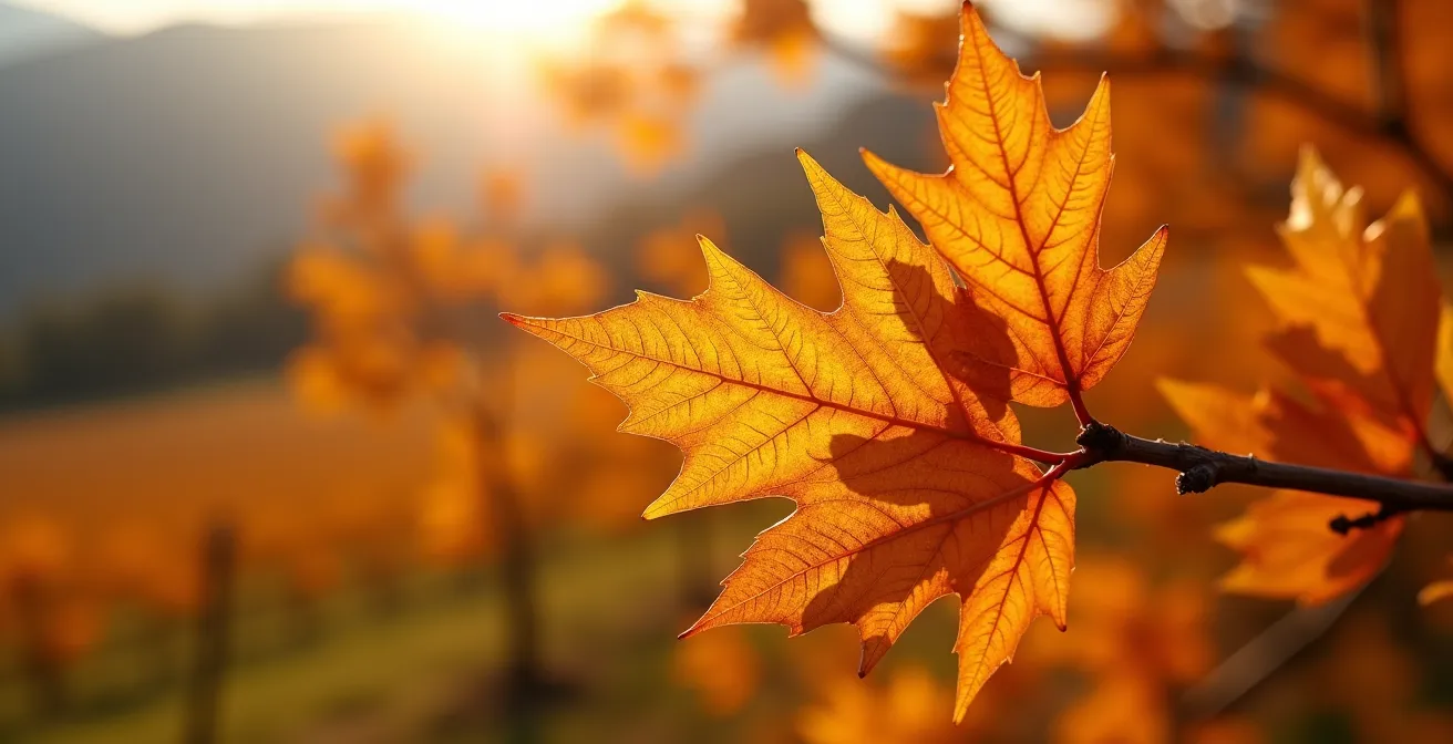 Train traversant les vignobles du Lavaux en automne avec feuillage doré